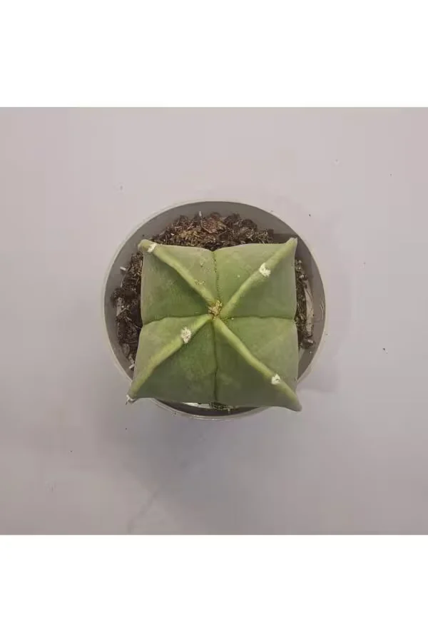Astrophytum Myriostigma Kaktüs 5,5lik Saksı