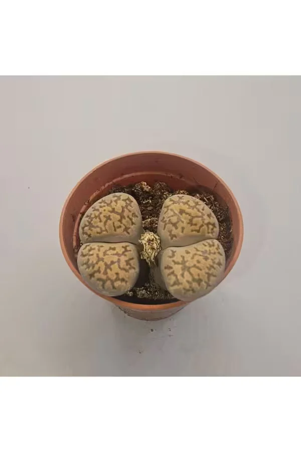 Lithops Taş Kaktüs 5,5lik Saksı