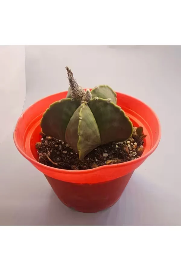 Astophytum Dev Boy 15,lik Saksıda Kaktüs