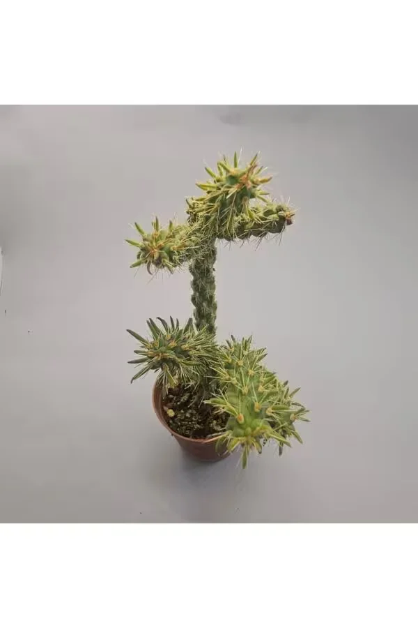 Stapelianthus Decaryi Kaktüs 5,5lik Saksı