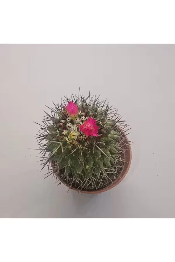 Mammillaria Polythele Kaktüs 5,5lik Saksı