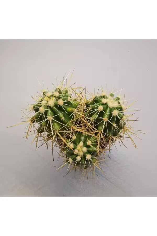 Ferocactuss 5,5lik Saksı
