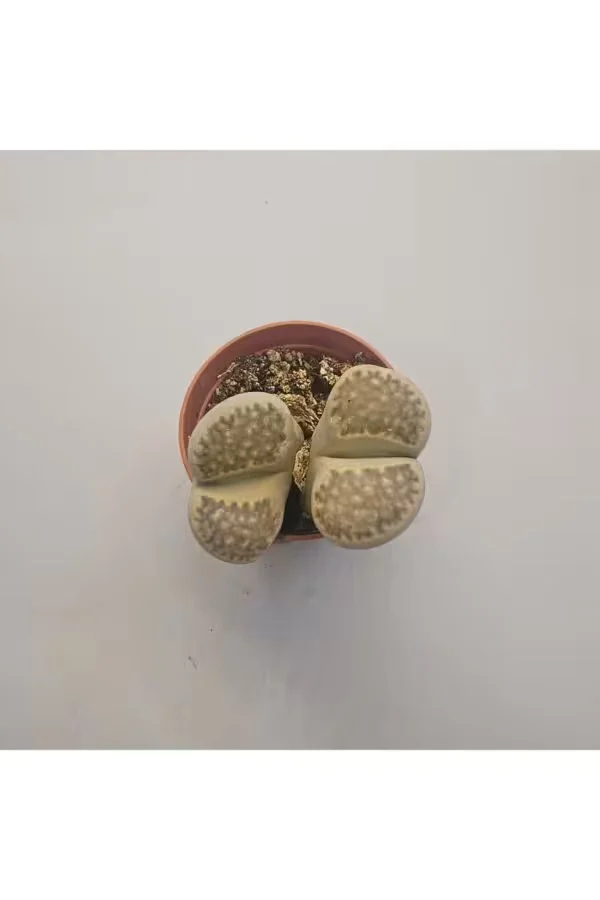 Lithops Taş Kaktüs 5,5lik Saksı