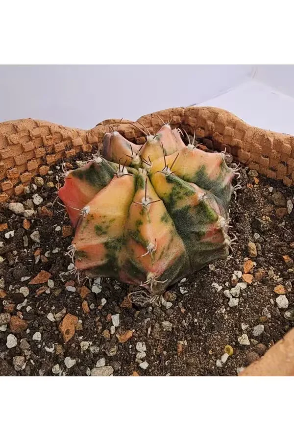 Gymnocalycium Mihanovichii Özel Koleksiyonluk Tür Kaktüs