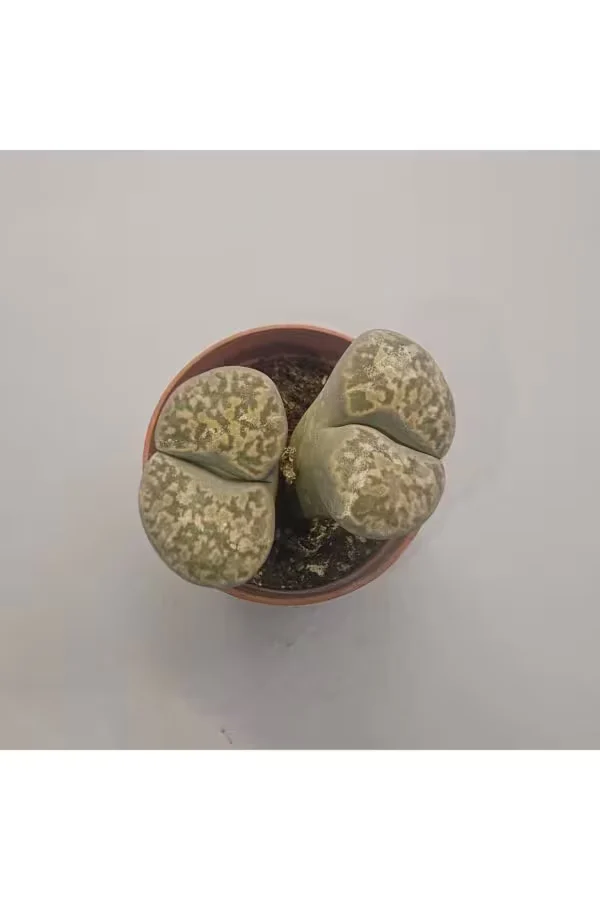 Lithops Taş Kaktüs 5,5lik Saksı