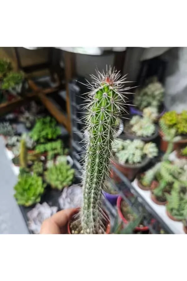 Peniocereus Kaktüs 20cm  5,5lik Saksı