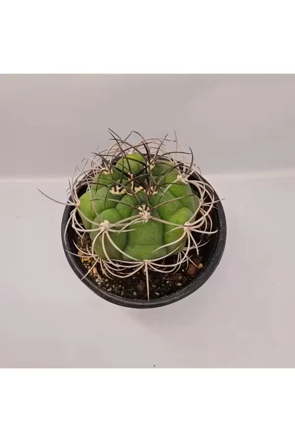 Gymnocalycium Saglionis 9luk Saksı Kaktüs