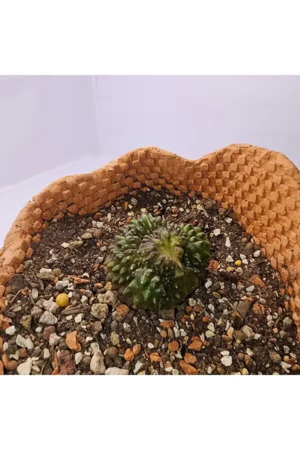Gymnocalycium Mihanovichii İnermis Cristata