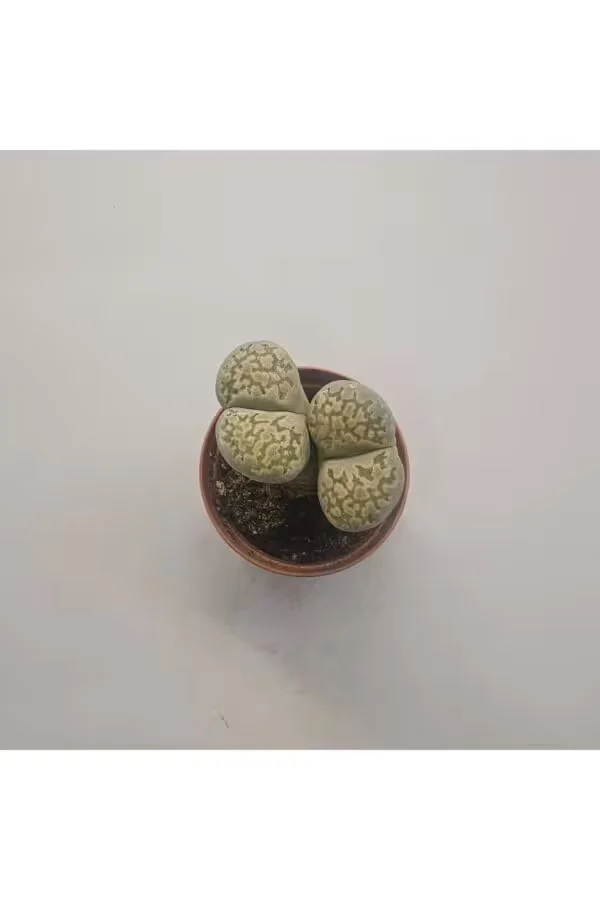 Lithops Taş Kaktüs 5,5lik Saksı