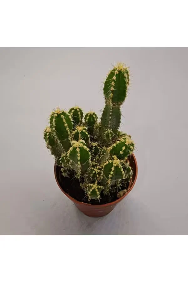 Cereus Peruvianus Kaktüs 5,5lik Saksı
