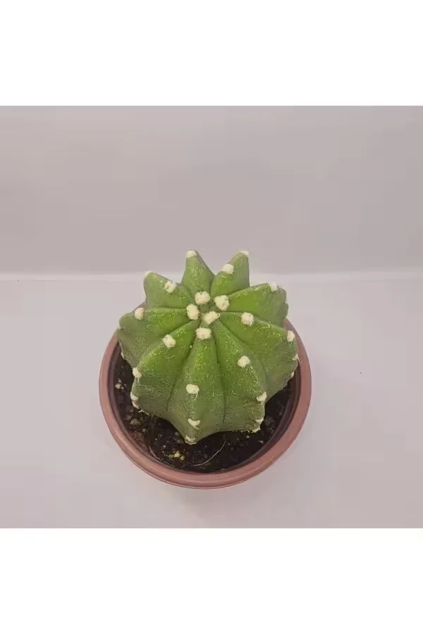 Echinopsis Subdenudata 9luk saksıda Kaktüs