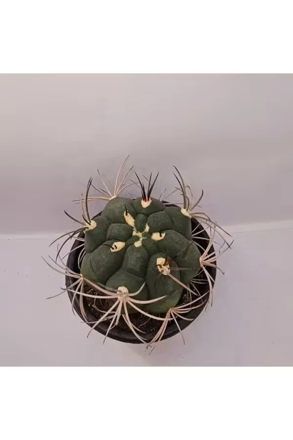 Gymnocalycium Saglionis 9luk Saksı Kaktüs