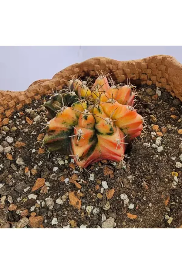 Gymnocalycium Mihanovichii Özel Koleksiyonluk Tür Kaktüs