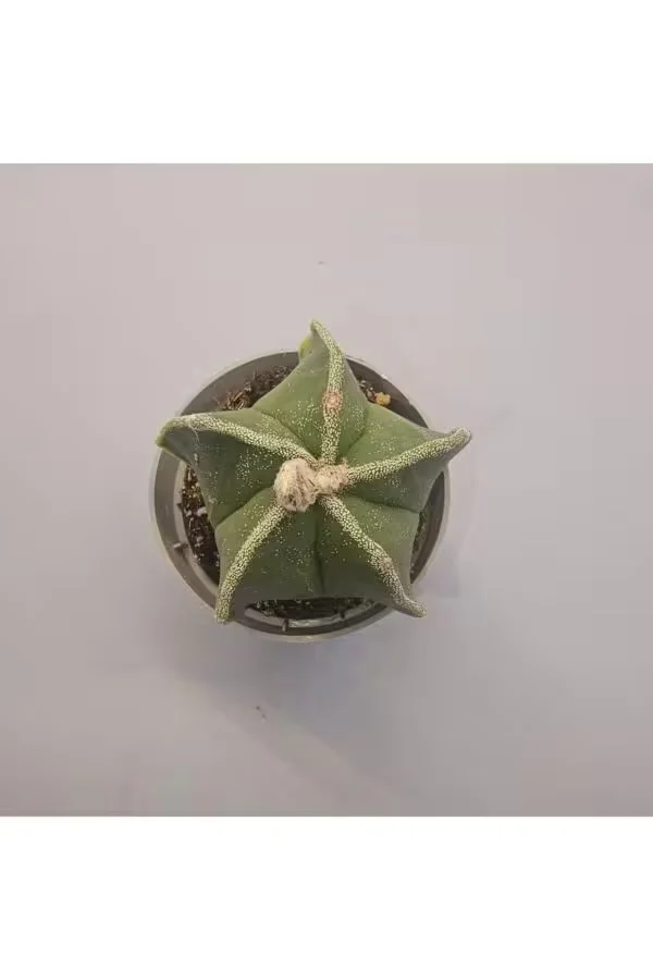 Astrophytum Myriostigma Kaktüs 5,5lik Saksı