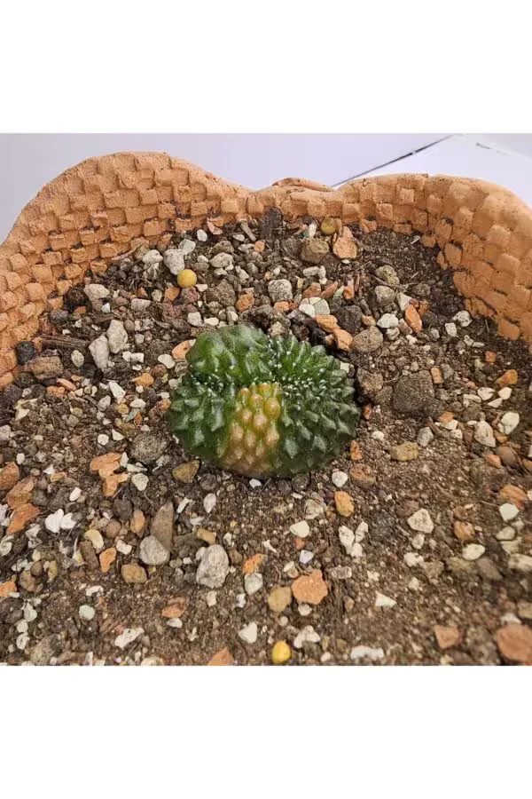 Gymnocalycium Mihanovichii İnermis Cristata Veriagata