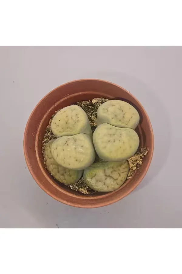 Lithops Taş Kaktüs 5,5lik Saksı