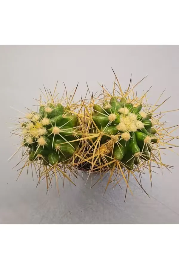 Ferocactus Glaucescens 5,5lik Saksı