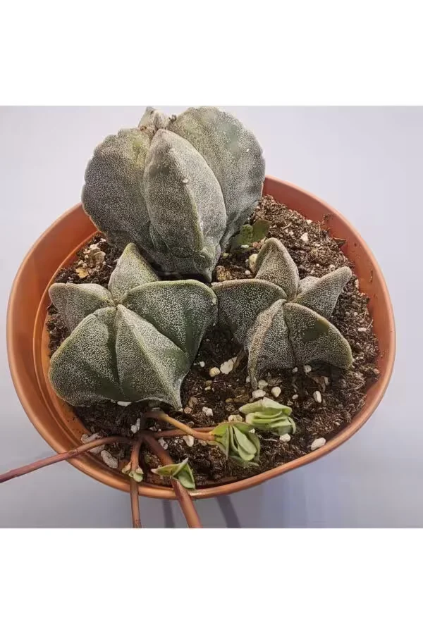 Astrophytum 1 Saksıda 3 adet 15lik saksı Kaktüs