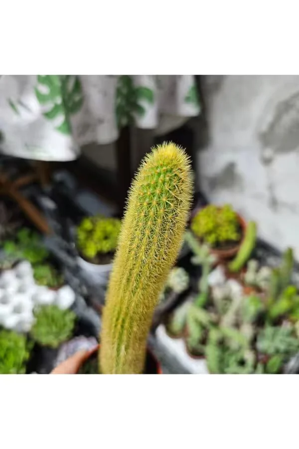 Altın Maymun Kaktüs 16cm  5,5lik Saksı