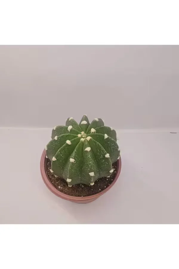 Echinopsis Subdenudata 9luk saksıda Kaktüs
