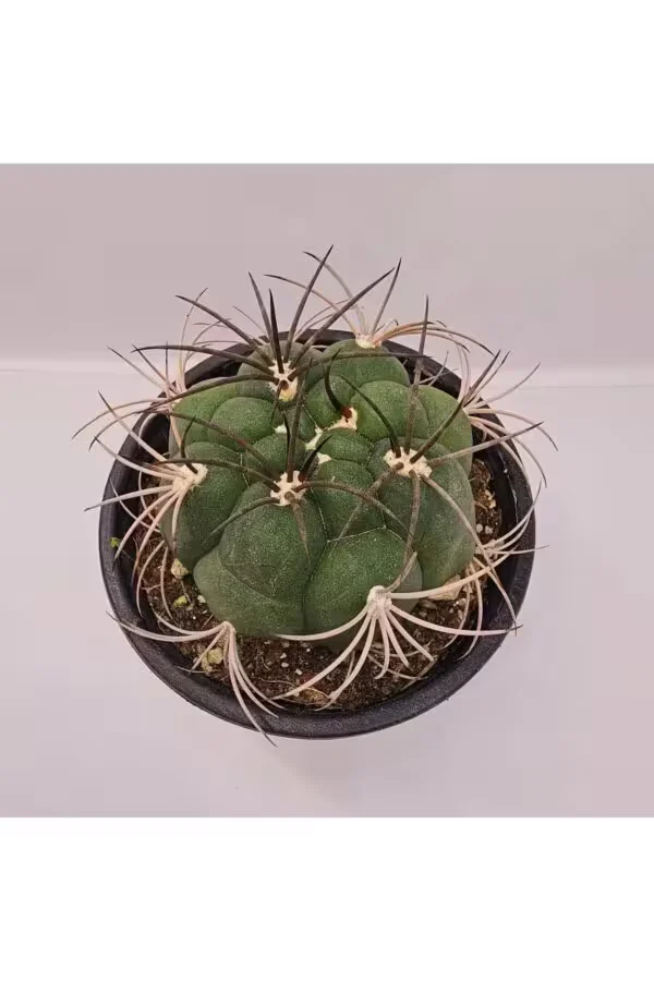 Gymnocalycium Saglionis 9luk Saksı Kaktüs