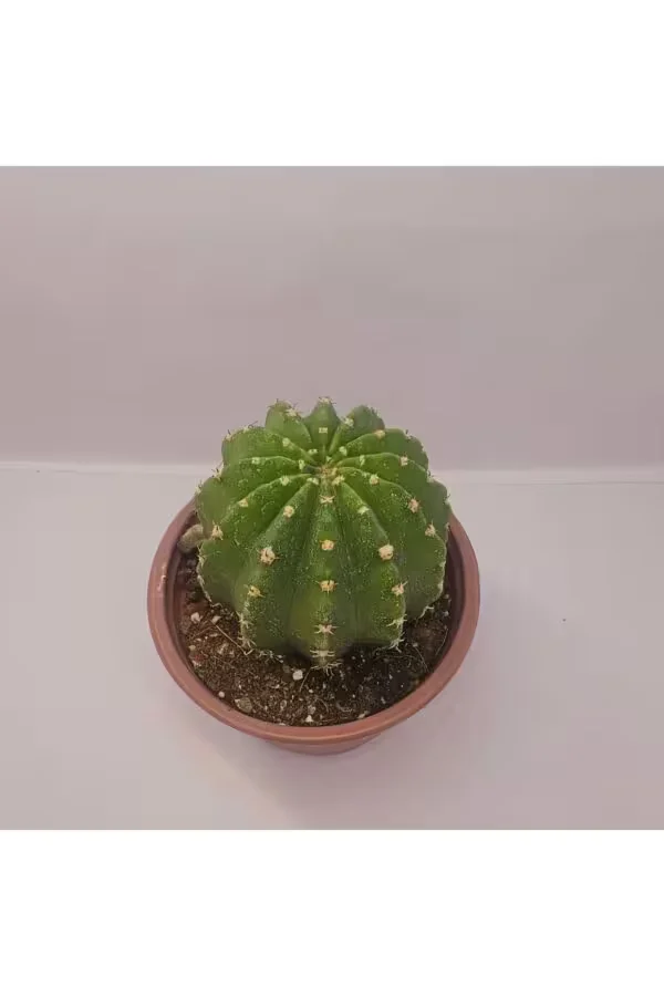 Echinopsis Subdenudata 9luk saksıda Kaktüs