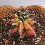 Next Product Image