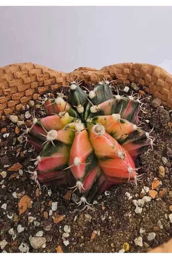 Gymnocalycium Mihanovichii Özel Koleksiyonluk Tür Kaktüs