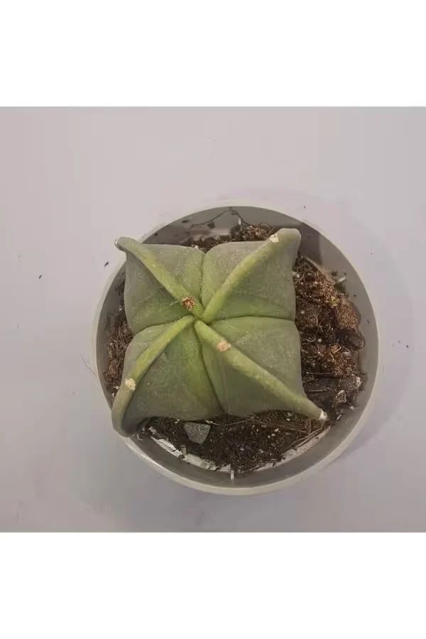 Astrophytum Myriostigma Kaktüs 5,5lik Saksı