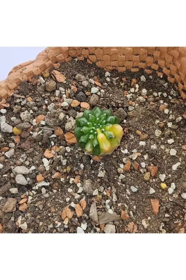 Gymnocalycium Mihanovichii İnermis Cristata Veriagata
