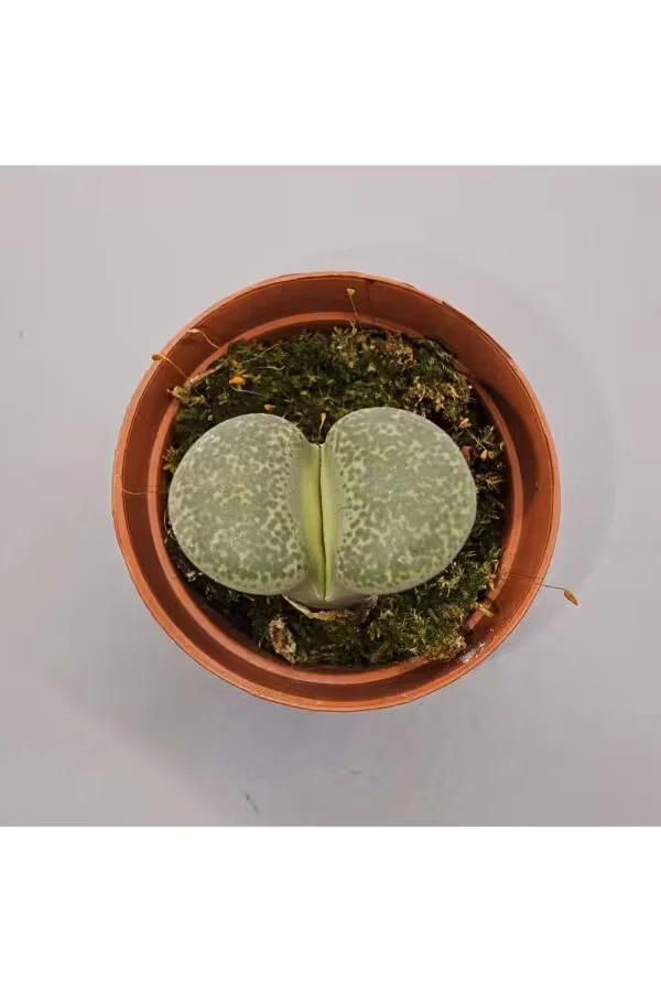 Lithops Taş Kaktüs 5,5lik Saksı
