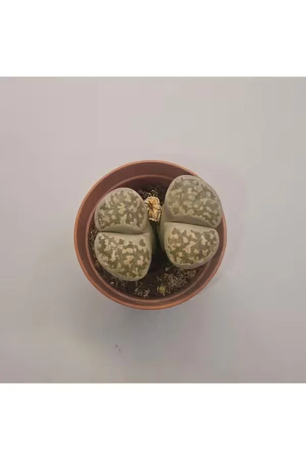 Lithops Taş Kaktüs 5,5lik Saksı