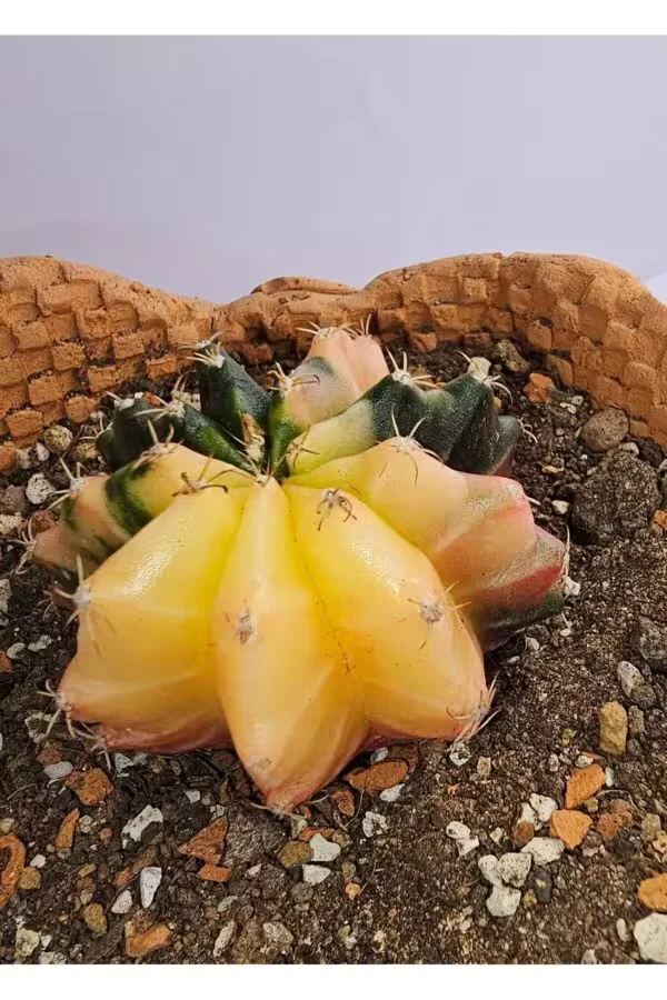 Gymnocalycium Mihanovichii Özel Koleksiyonluk Tür Kaktüs
