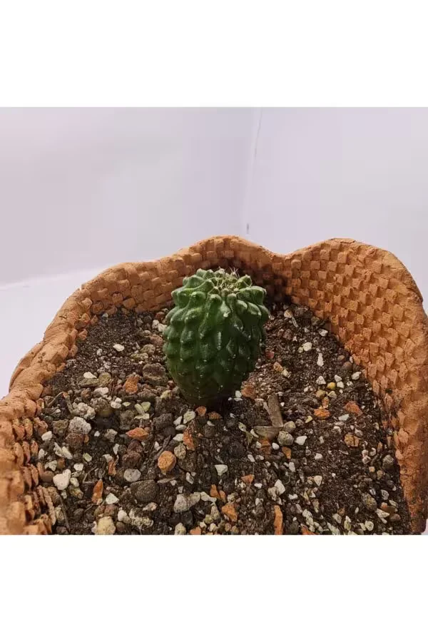 Gymnocalycium Mihanovichii İnermis Cristata