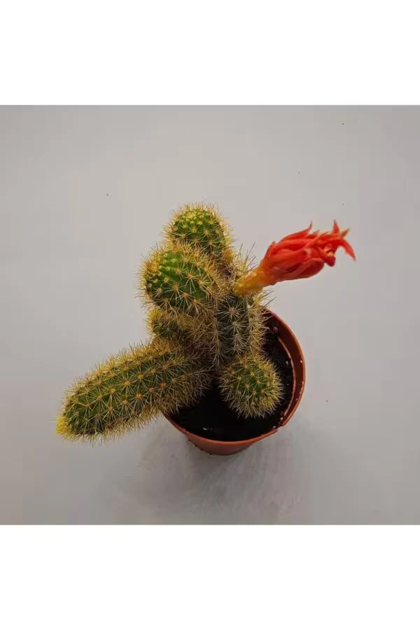 Cleistocactus Gümüş Meşale Kaktüs 5,5lik Saksı