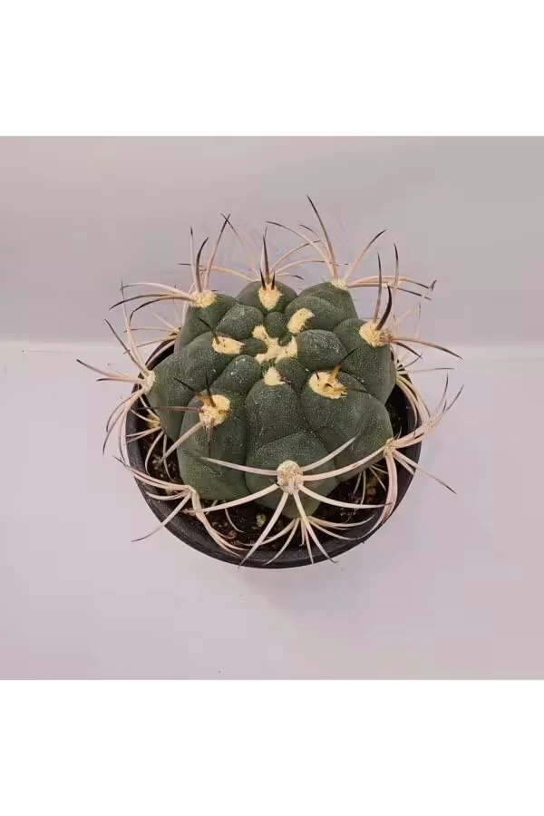 Gymnocalycium Saglionis 9luk Saksı Kaktüs