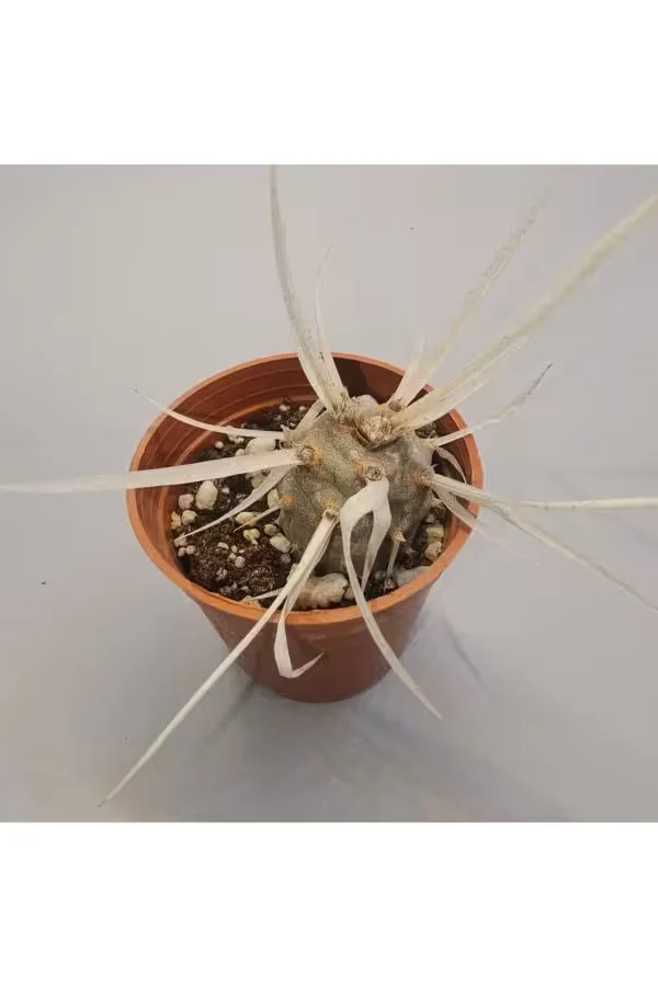 Tephrocactus Articulatus Kağıt Kaktüs 5,5lik saksı