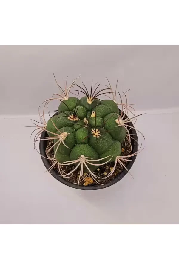 Gymnocalycium Saglionis 9luk Saksı Kaktüs