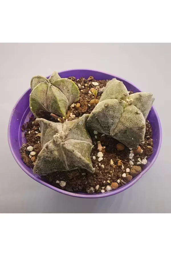 Astrophytum 1 Saksıda 3 adet 15lik saksı Kaktüs