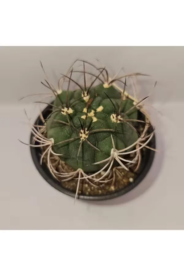 Gymnocalycium Saglionis 9luk Saksı Kaktüs