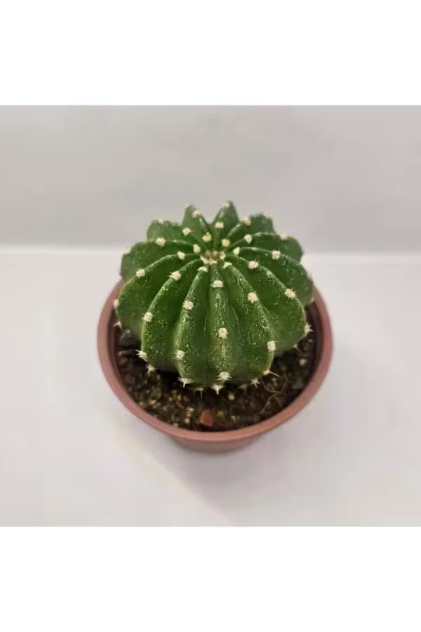 Echinopsis Subdenudata 9luk saksıda Kaktüs