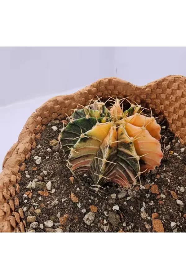 Gymnocalycium Mihanovichii Özel Koleksiyonluk Tür Kaktüs