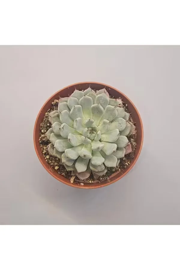 Echeveria Colarata Sukulent 8.5 lik Saksı