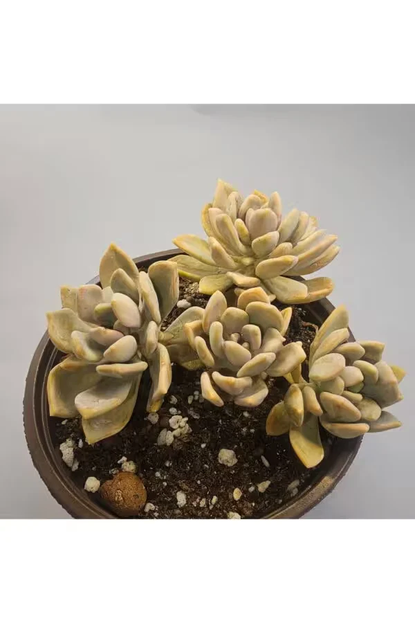 Graotopetalum Paraguayense 15lik Saksıda Sukulent