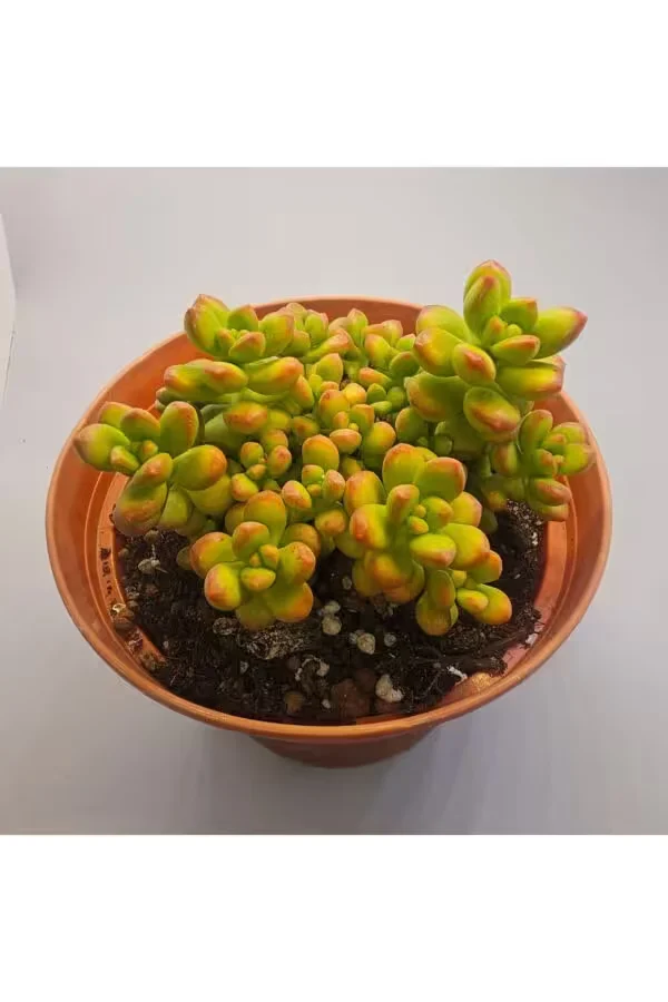 Sedum Rubrotinctum 15lik Saksıda Sukulent