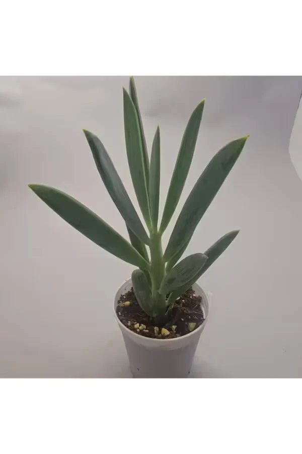 Curio Ficoides Sukulent 5.5 lik Saksı