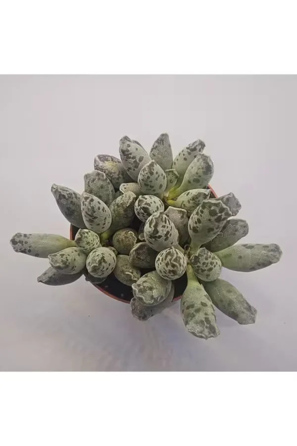 Adromischus Festivus Sukulent 8.5 lik Saksı