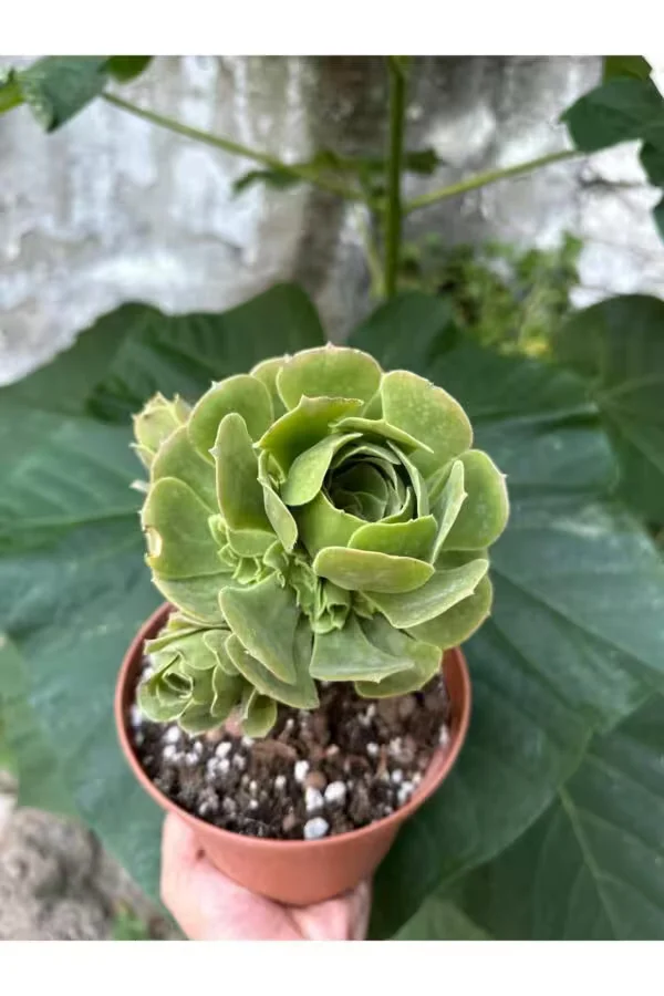 Aeonium Canary 15lik Saksıda Bol Yavrulu Sukulent
