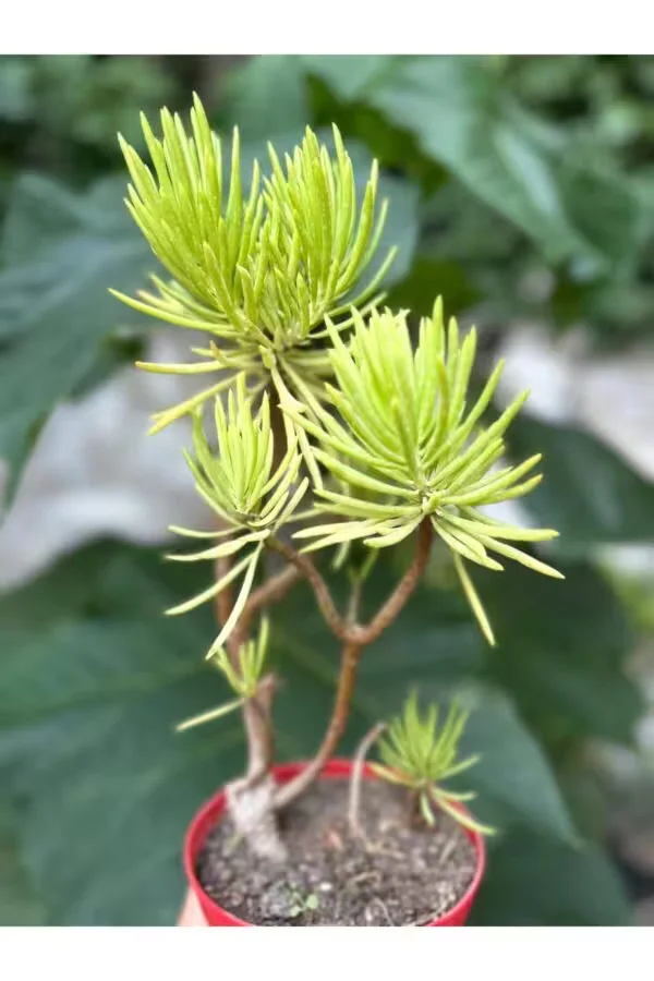 Sedum Sedir 15lik Saksıda Sukulent