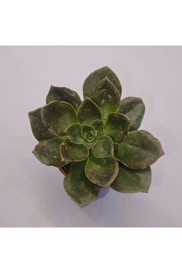 Echeveria Sukulent 5.5 lik Saksı